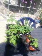 Heirloom tomatenplanten, Ophalen