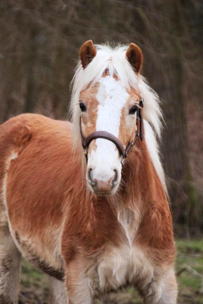 Prachtige 2 jarige stamboekhaflinger, Dieren en Toebehoren, Paarden, Hengst, Onbeleerd, Minder dan 160 cm, 0 tot 2 jaar, Tuigpaard