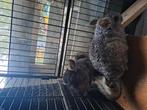 Chinchillas 2 broers, Dieren en Toebehoren, Knaagdieren, April, Mannelijk, Chinchilla
