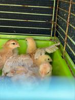 Legkip, Dieren en Toebehoren, Pluimvee