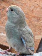 Kakariki, Dieren en Toebehoren, Vogels | Parkieten en Papegaaien, Meerdere dieren, Parkiet, Geringd