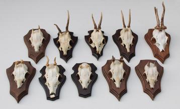 OPRUIMING : 10 x REE GEWEI op houten schild met kaakdeeltjes beschikbaar voor biedingen