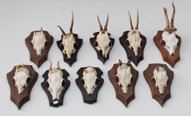OPRUIMING : 10 x REE GEWEI op houten schild met kaakdeeltjes, Verzamelen, Dierenverzamelingen, Gebruikt, Gewei of Kop, Hert, Ophalen of Verzenden