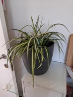 Kamerplant graslelie, Huis en Inrichting, Ophalen