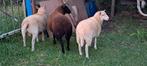 Lammeren: 2witte rammen, 1 zwarte ooi, Meerdere dieren, Schaap, 0 tot 2 jaar