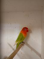 Fischeri groen pastel, Dieren en Toebehoren, Vogels | Parkieten en Papegaaien