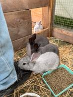 Duitse reuzen, Dieren en Toebehoren