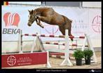 Contagio merrie 3 jaar, Merrie, Springpaard, Gechipt, Onbeleerd