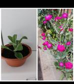 Fleurs vivaces, Jardin & Terrasse, Enlèvement