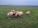 Texel schapen bokken en ooien te koop, Mouton