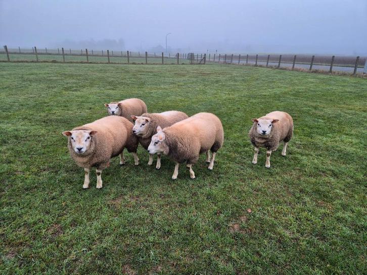 Texel schapen bokken en ooien te koop, Dieren en Toebehoren, Schapen, Geiten en Varkens, Schaap