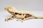 Wimpergekko HOUTEN, Dieren en Toebehoren, Hagedis, Tam, 0 tot 2 jaar