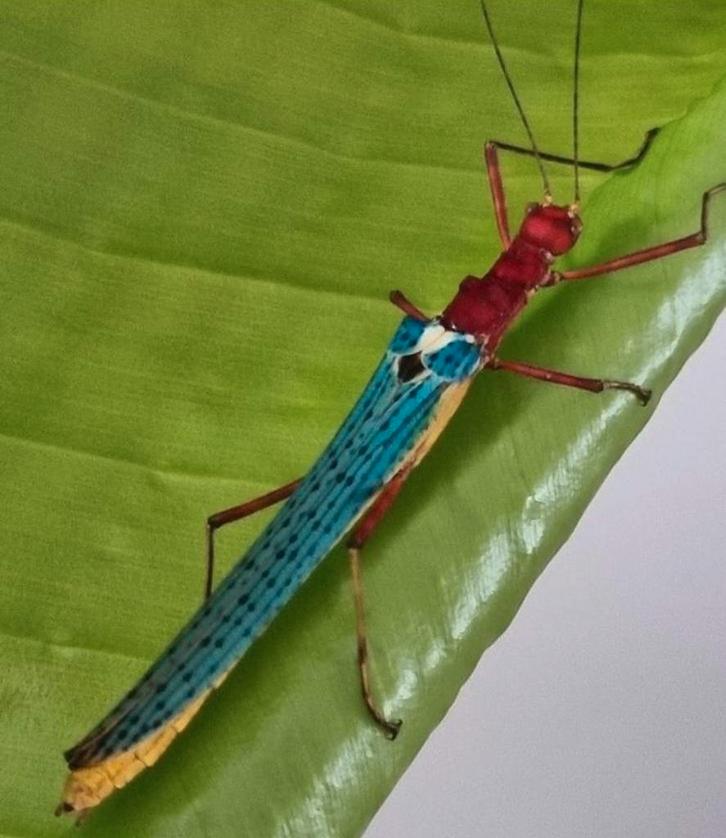 wandelende takken, Dieren en Toebehoren, Insecten en Spinnen