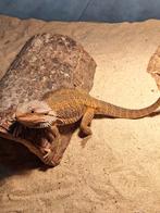 50% red monster, 100 % het Witblitz male, Lézard, 0 à 2 ans