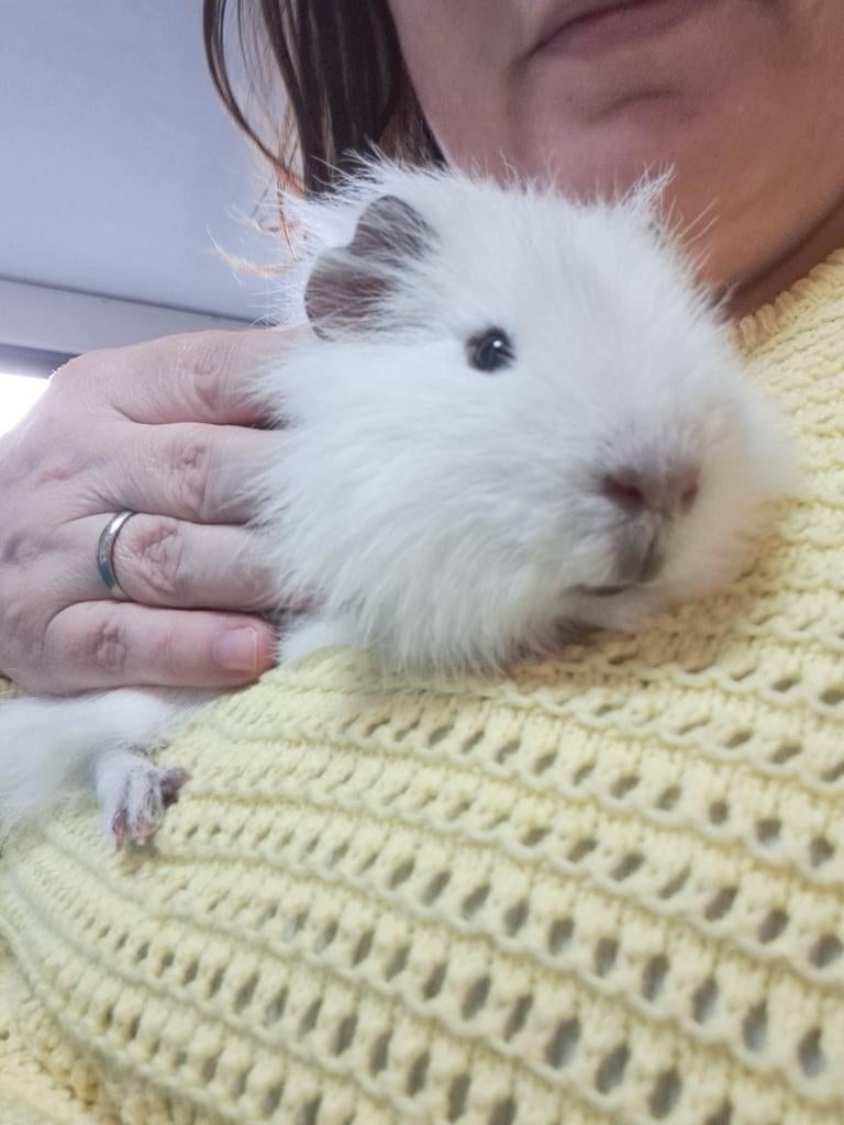 Ch teddy beer zoekt thuis, Animaux & Accessoires, Rongeurs, Janvier, Mâle, Domestique