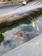 Prachtige Japanse koi vissen, Dieren en Toebehoren