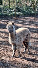 Jonge alpaca's met alpalooza in bloed., Septembre, Plusieurs animaux