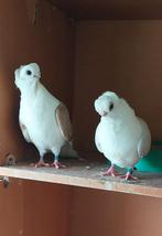 1 paar duiven met jongeren, Dieren en Toebehoren, Vogels | Duiven