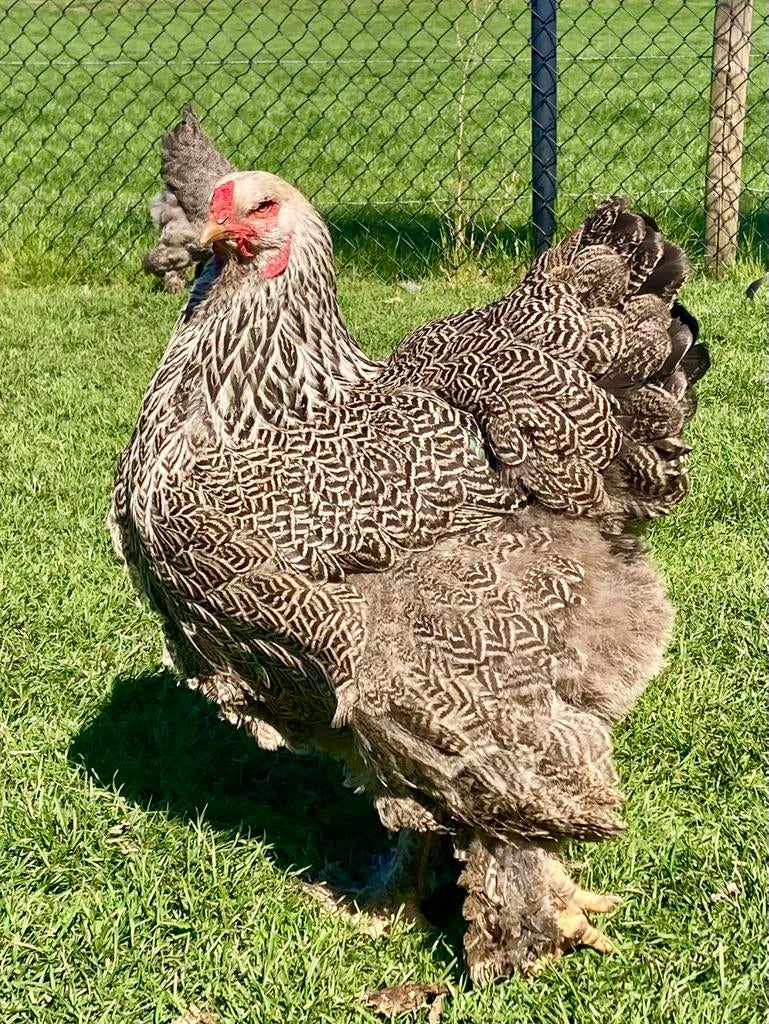 Brahma zilver patrijs en blauwzilver patrijs, Dieren en Toebehoren, Vrouwelijk, Kip