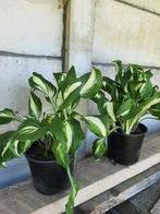 Hosta tuinplanten, Tuin en Terras, Ophalen