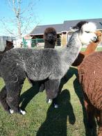 Mare grise, Animaux & Accessoires, Juin, Femelle