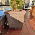 2 jardinières  terra cotta + rosiers, Carré