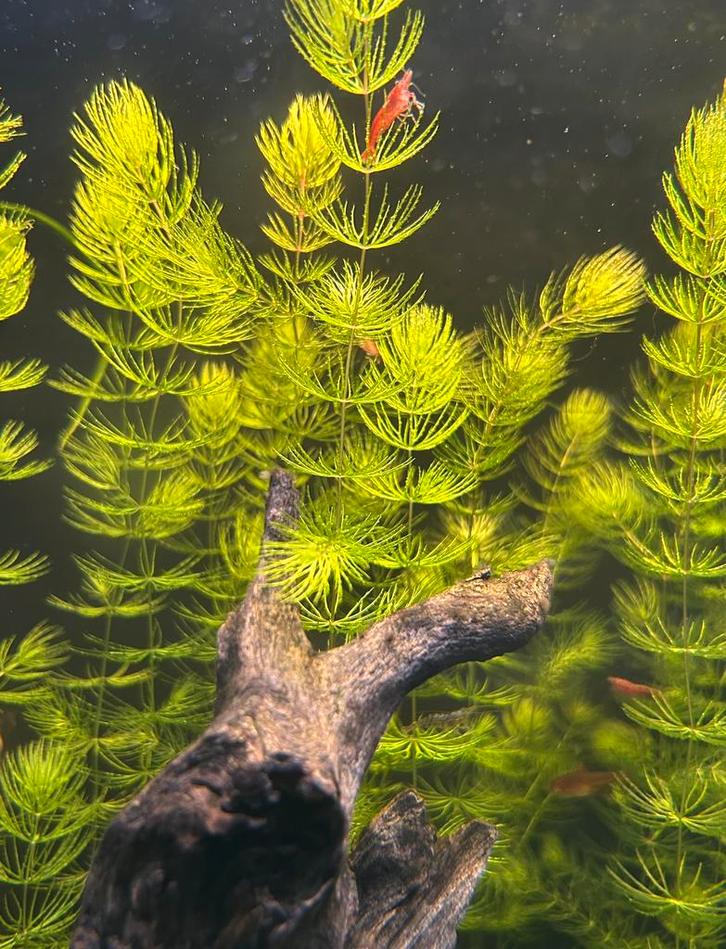 Aquariumplanten, Dieren en Toebehoren, Vissen | Aquaria en Toebehoren, Plant(en), Steen of Hout, Ophalen of Verzenden