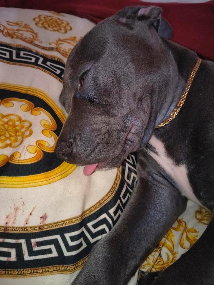 Pitbull 3maand puppy zuiverras, Dieren en Toebehoren, Honden | Niet-rashonden, Particulier, Eén hond, België, 8 tot 15 weken, CDV (hondenziekte)