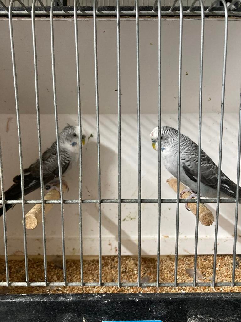 Grasparkieten blackwing en split blackface, Dieren en Toebehoren, Vogels | Parkieten en Papegaaien, Mannelijk, Parkiet, Geringd