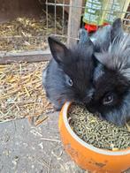 Zwart raszuiver leeuwenkop vrouwtjeskonijn, Dieren en Toebehoren, Vrouwelijk, Dwerg, 0 tot 2 jaar