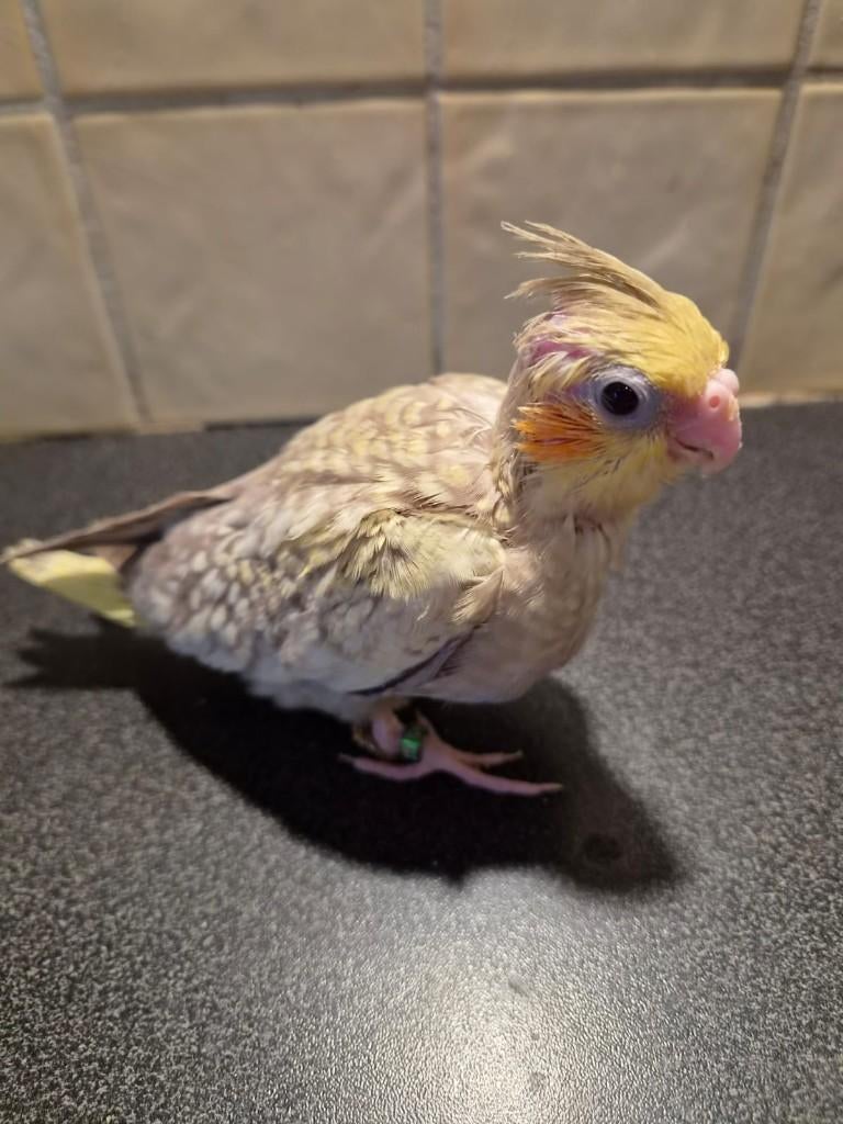 Jonge handtamme valkparkiet, Vrouwelijk, Parkiet, Geringd