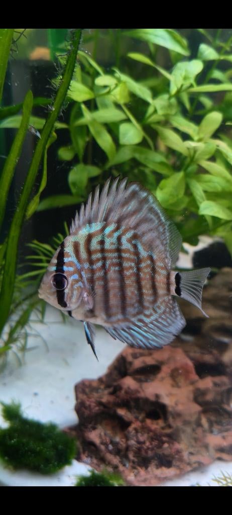 Discus, Dieren en Toebehoren, Vissen | Aquariumvissen