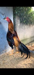 Broedeieren hint shamo, Dieren en Toebehoren, Pluimvee, Geslacht onbekend, Kip