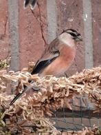 Kruising kneu x goudvink