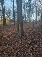 On  rachète des lot de bois feuillu  comme résineux, Enlèvement