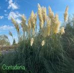 ‼️Pampasgras aan promoprijzen ‼️, Enlèvement, Graminées ornementales