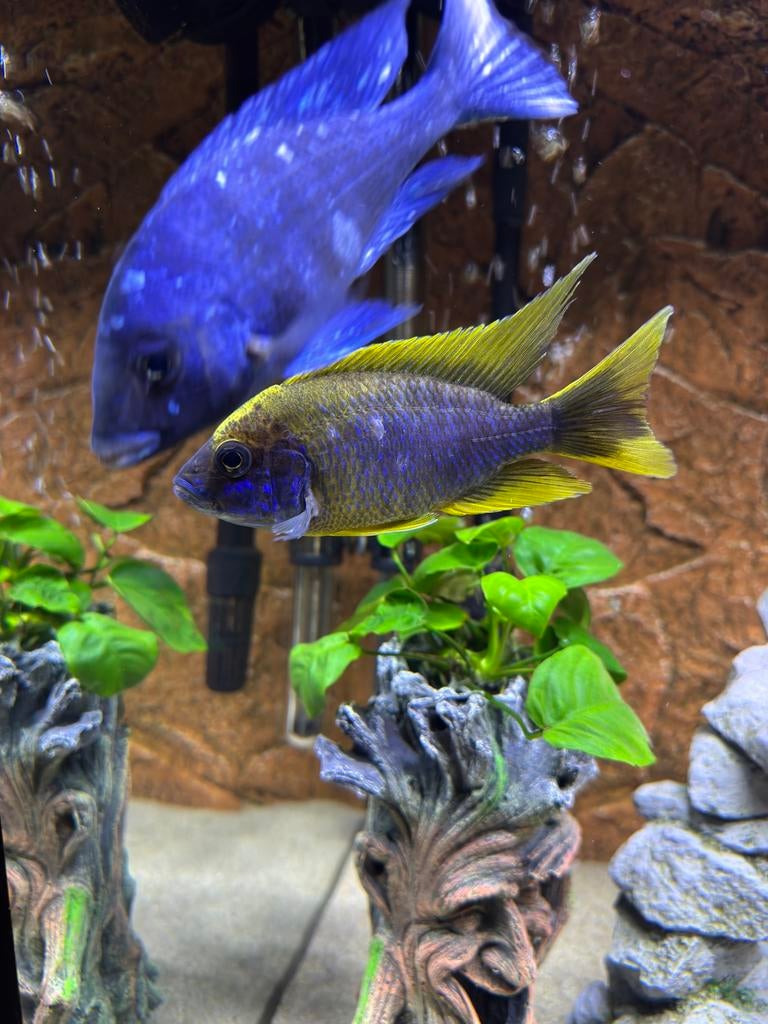 Prachtige groep Malawi Aulonocara Cichliden, Animaux & Accessoires, Poisson, Poisson d'eau douce