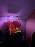 Aquarium met alles erbij, Enlèvement