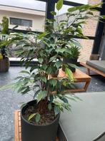 kamerplant met pot, Huis en Inrichting, Kamerplanten, Ophalen