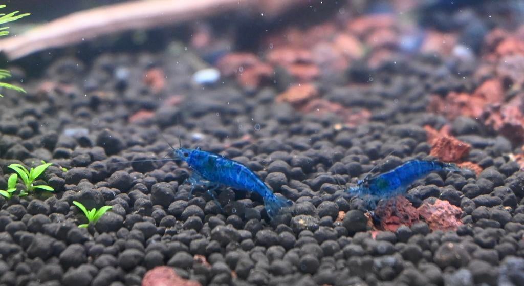 Crevettes Neocaridina Bleu velvet, Ophalen