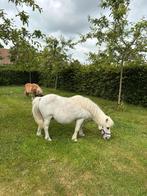 2 shetland pony's, Dieren en Toebehoren, Pony's, Gechipt, Niet van toepassing, Hengst, 11 jaar of ouder