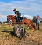 Winnaarspony voor gedreven ruitertje, Animaux & Accessoires, Poneys, Vermifugé, 11 ans ou plus, Hongre, Poney A (jusqu'à 1.17 m)