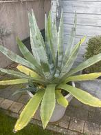Grote agave met scheuten, Jardin & Terrasse, Plantes | Jardin, Enlèvement