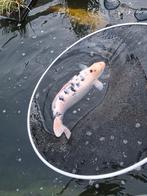2 kois, Dieren en Toebehoren, Vissen | Vijvervissen, Karper of Koi