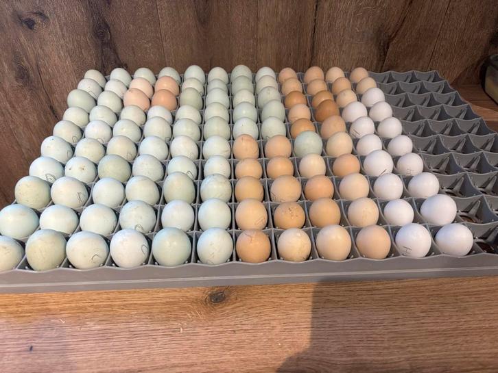 Groenlegger kuikens beschikbaar!, Dieren en Toebehoren, Pluimvee, Geslacht onbekend