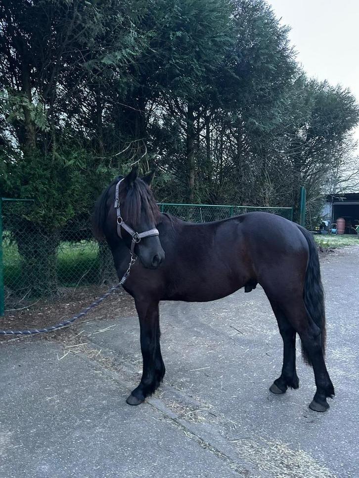 tekoop 2 jarige arabofries, Animaux & Accessoires, Chevaux, Hongre