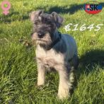 Schnauzer Nain, femelles - chiots à vendre, 15 semaines à 1 an, Hépatite contagieuse (maladie de Rubarth), Plusieurs, Étranger