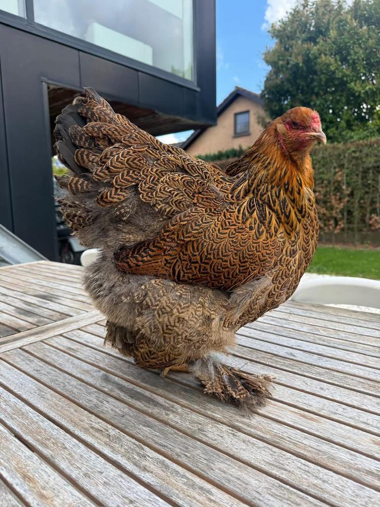 Broedeieren brahma bso (meerzomig blauwzilverpatrijs rdg), Geslacht onbekend, Kip
