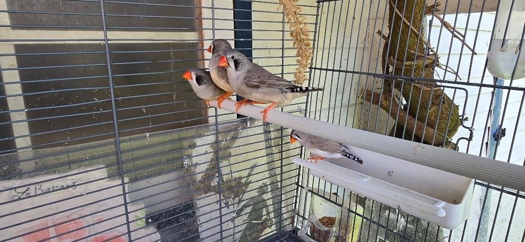 Mandarin diamant, Animaux & Accessoires, Enlèvement, Utilisé, Métal, Cage à oiseaux