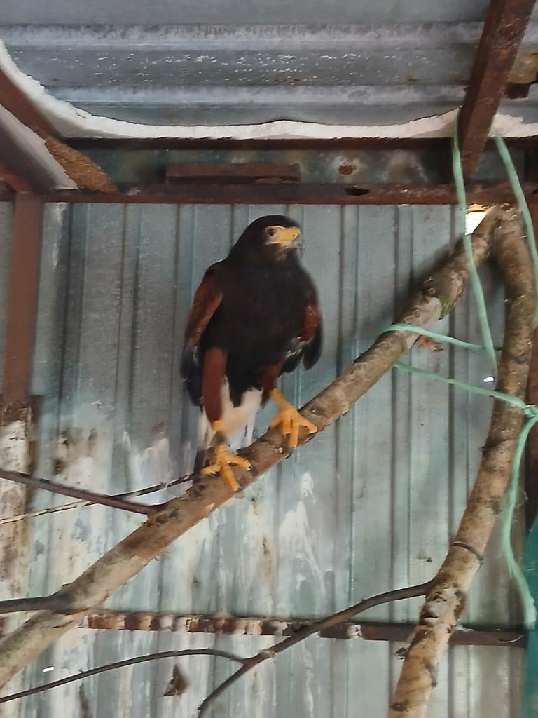 Harris buizerd/ woestijnbuizerd
